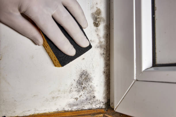 Professional Mold Removal in Lockport, LA